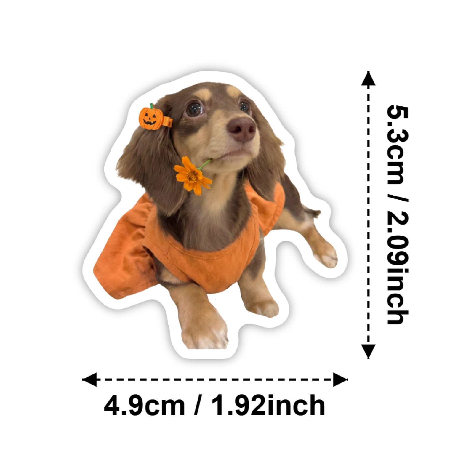 50 Pcs HD Cute Dachshund Stick - Motorcycle Gear For Dogs avaliação e preço