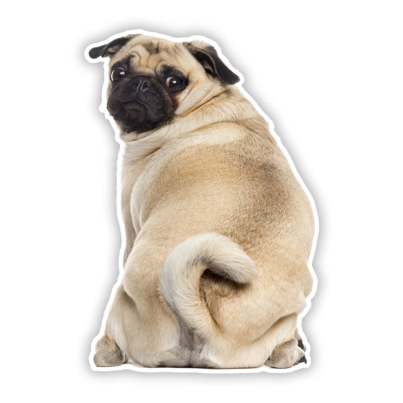 B0692# Self-adhesive Decal Pug - Motorcycle Gear For Dogs avaliação e preço